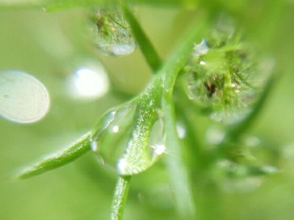 カモミール　水滴