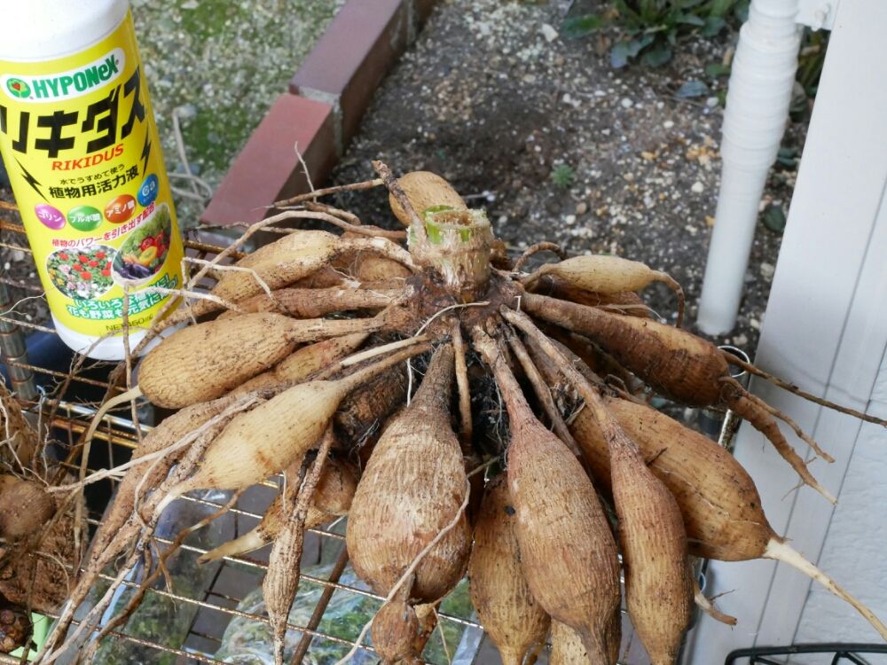 ダリア 株　球根