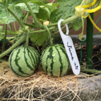 スイカの育て方｜水やりの仕方や栽培できる場所は？の画像