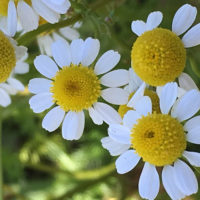 カモミールの育て方・栽培｜ 種まきや苗の植え付け〜収穫、使い方までの画像
