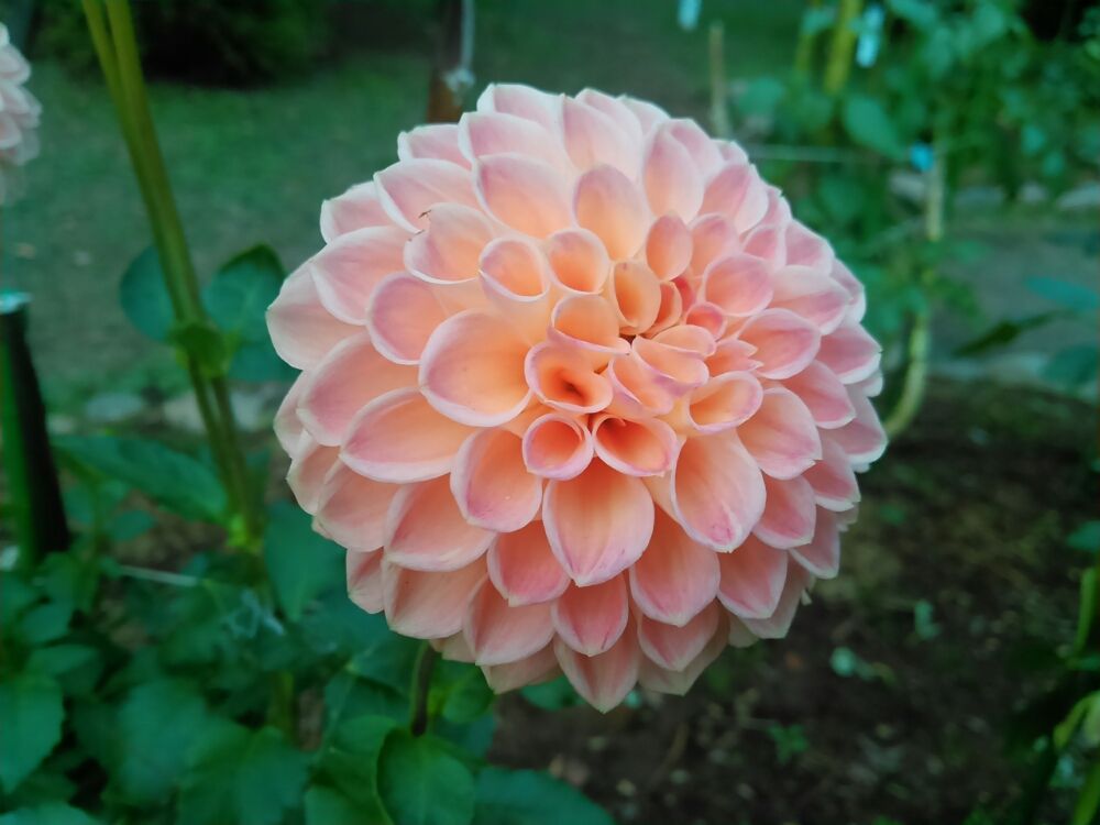 ダリア 桃色の花