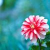 「ありがとう」「感謝」の花言葉をもつ花10選の画像