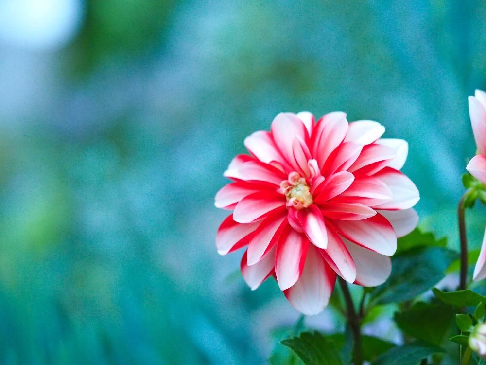 ダリア 赤い花
