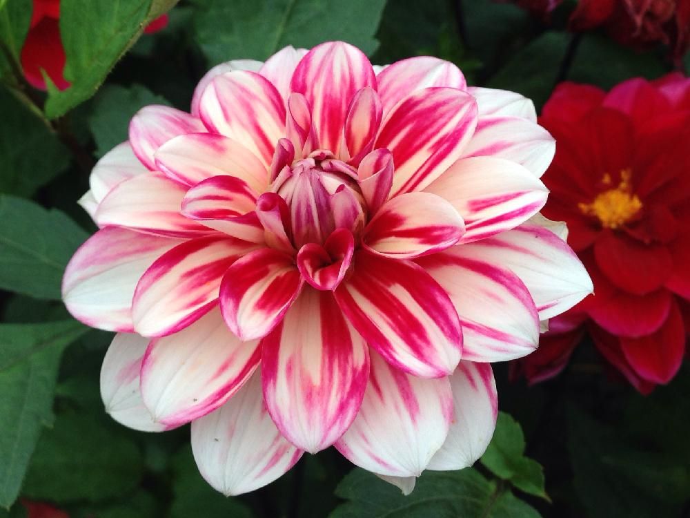 ダリア　紅白の花