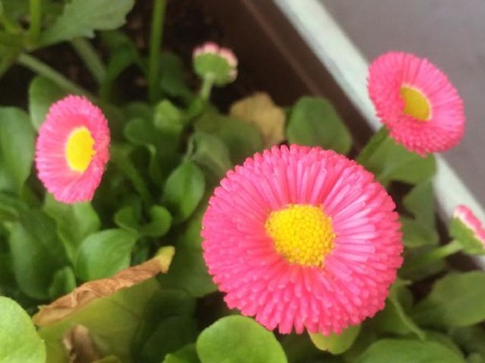 デイジー　赤い花