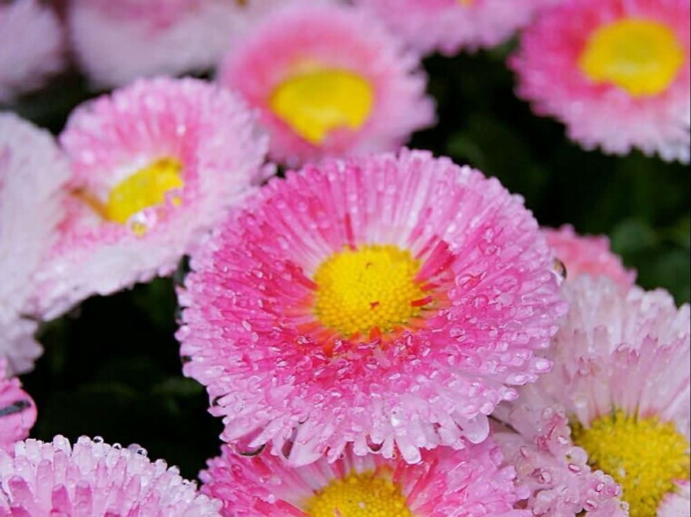 デイジー　ピンク色の花
