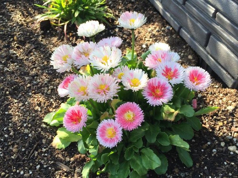 デイジー　地植え　白い花