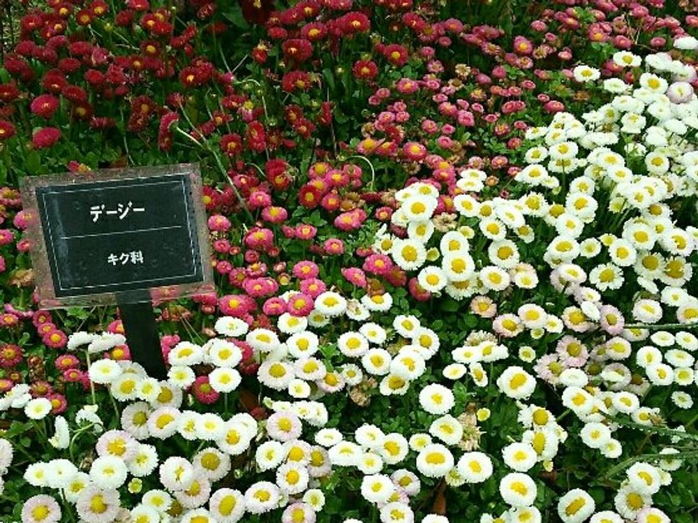 デイジー　花畑　白い花　赤い花