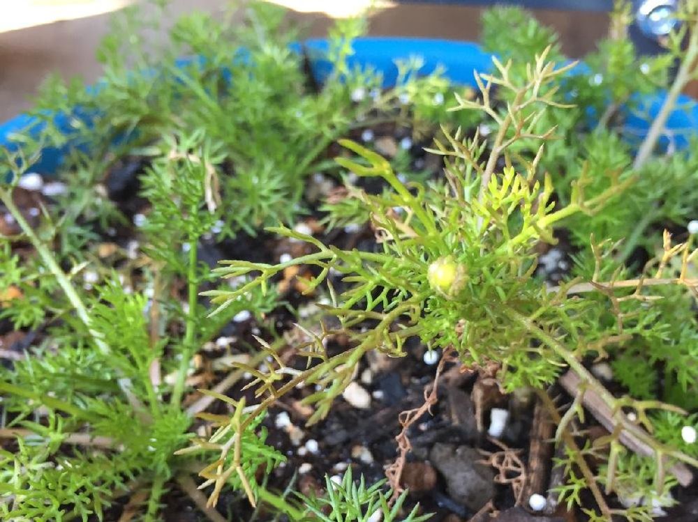 ジャーマンカモミール　鉢植え