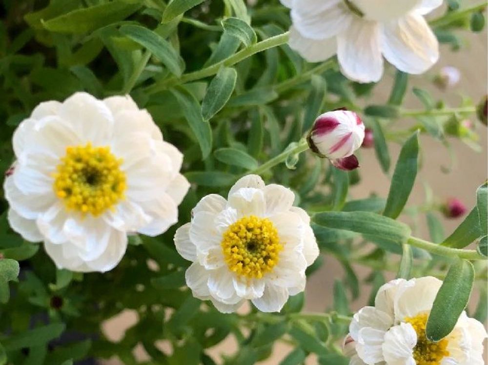 花かんざし(花簪) 白い花