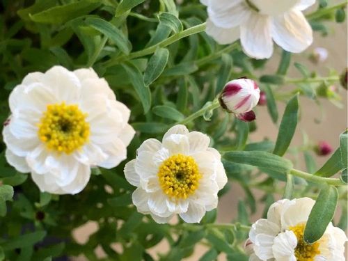 花かんざし 花簪 の育て方 苗の植え付けや挿し芽の増やし方は 冬越しするには Greensnap グリーンスナップ