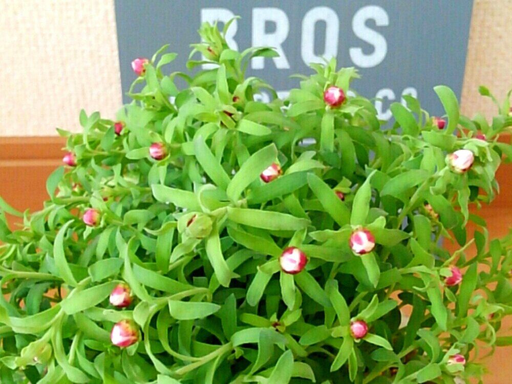 花かんざし 鉢植え 赤い花