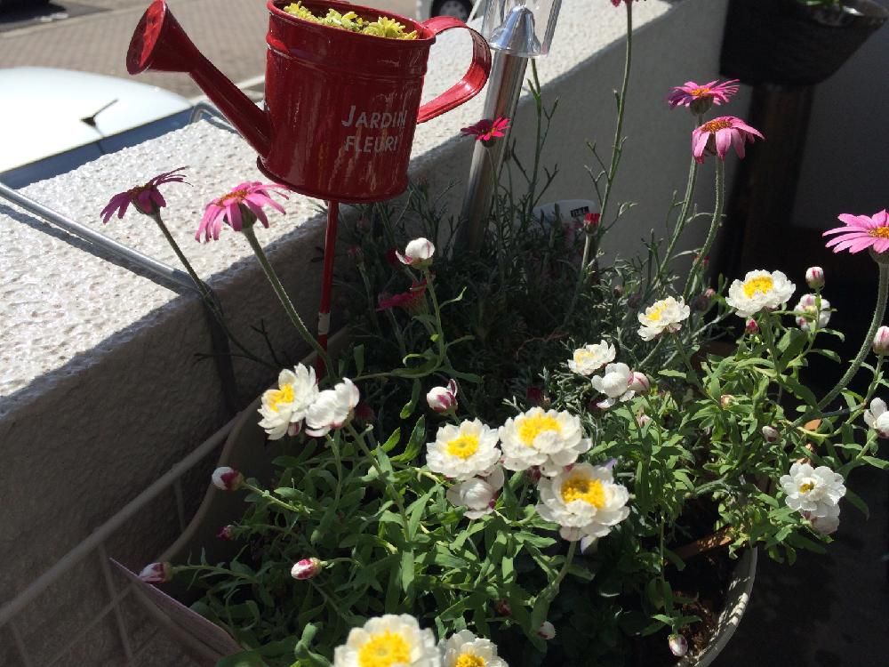 花かんざし 鉢植え 白い花