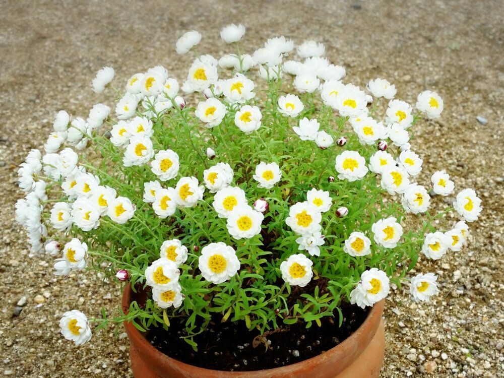 花かんざし 鉢植え 白い花