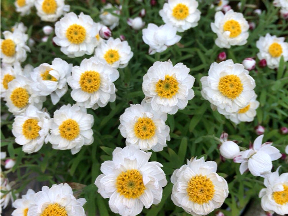 花かんざし(花簪) 白い花