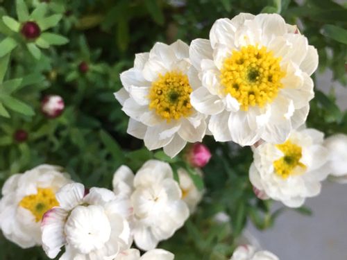 花かんざし 花簪 の育て方 苗の植え付けや挿し芽の増やし方は 冬越しするには Greensnap グリーンスナップ