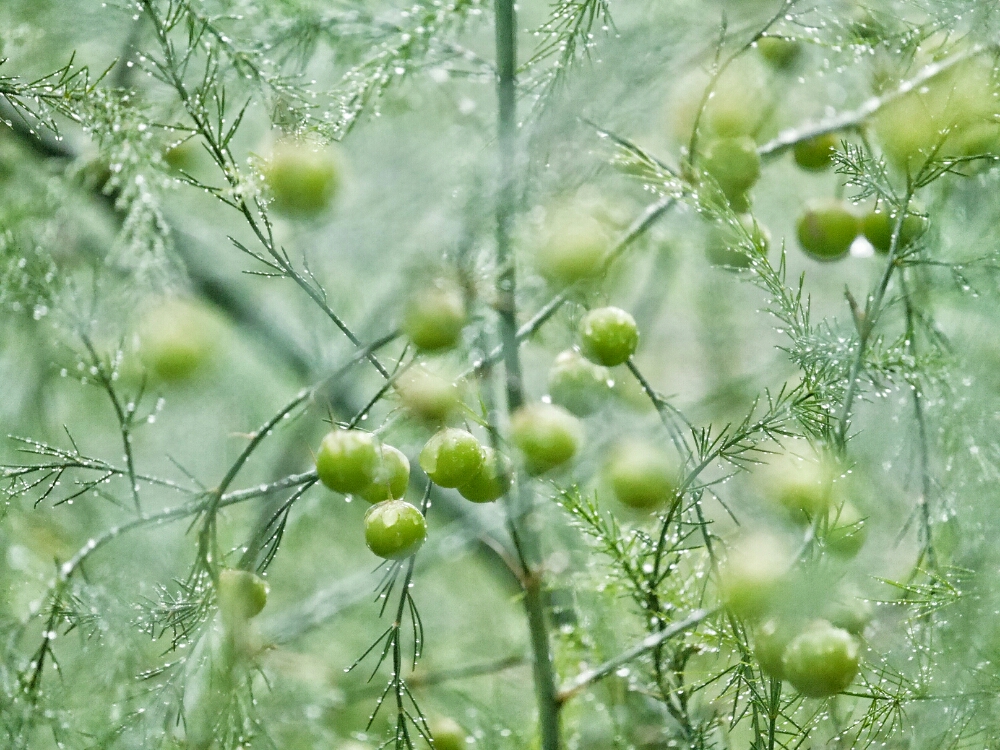 アスパラガスの育て方 植え替えの時期や方法 栽培のコツは Greensnap グリーンスナップ