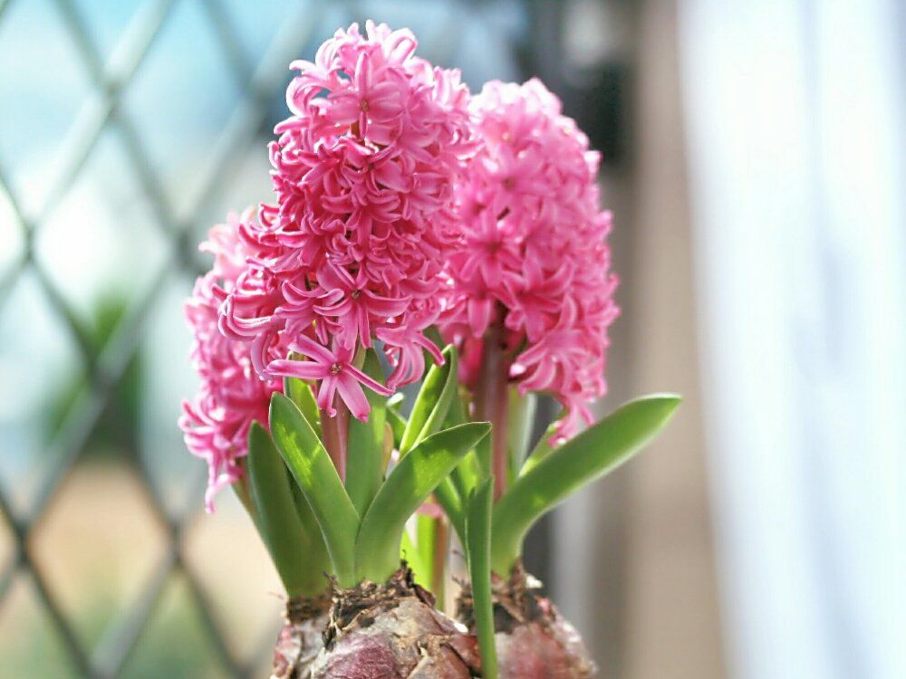 ヒヤシンス ピンク色の花