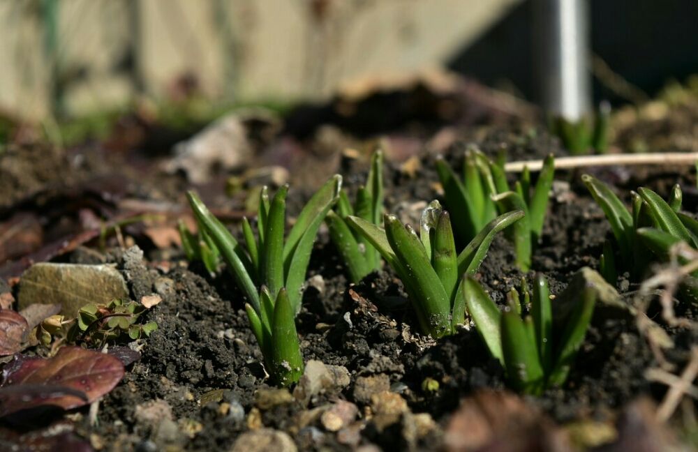 ヒヤシンス　植え付け 芽