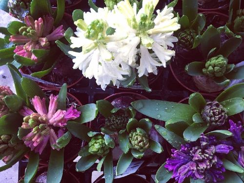 ヒヤシンスの育て方 球根は植えっぱなしでもok 花を長持ちさせるコツは Greensnap グリーンスナップ ヒヤシンスの育て方 球根は植えっぱなしでもok 花を長持ちさせるコツは Greensnap グリーンスナップ