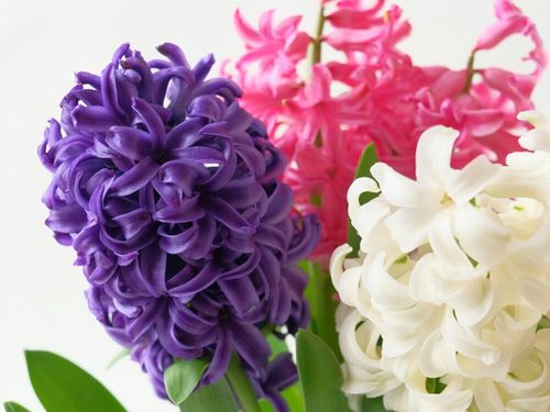 ヒヤシンスの花言葉 赤や青など色別の意味はある 品種や種類 花の特徴は Greensnap グリーンスナップ