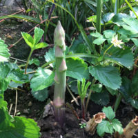 アスパラガスの育て方｜プランター栽培でも収穫できる？植え替えや株分けのコツは？の画像