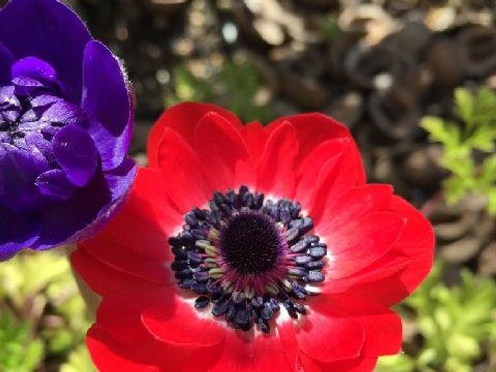 アネモネ　赤い花　紫の花
