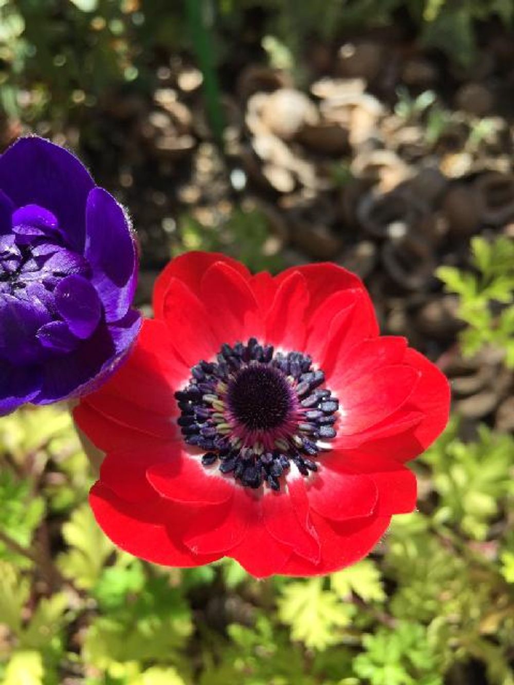 Photo by ぽかぽかなおさん