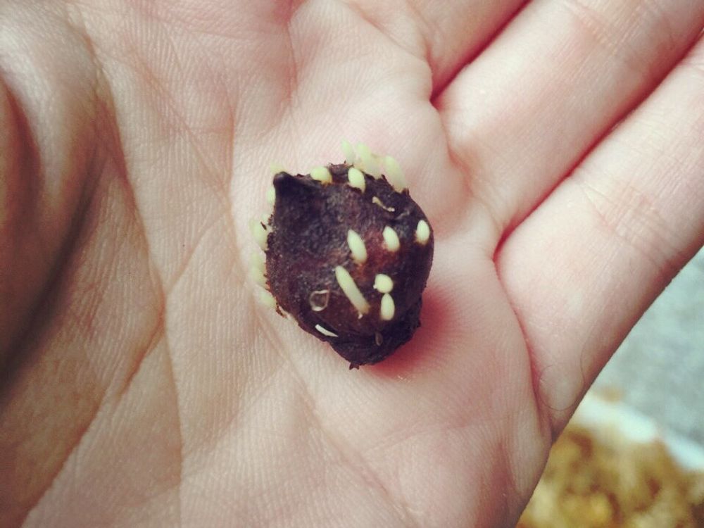 アネモネ　球根