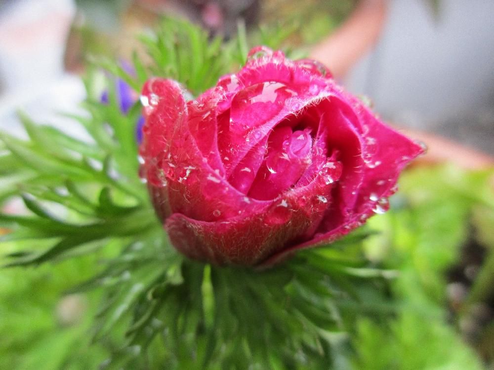 アネモネ　赤い花