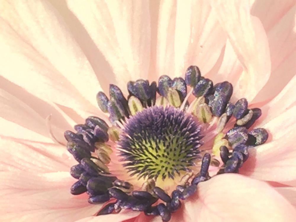 アネモネ　桃色の花