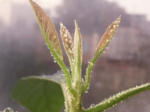 アボカドの育て方 種から栽培する方法は 発芽や水やりのコツは Greensnap グリーンスナップ