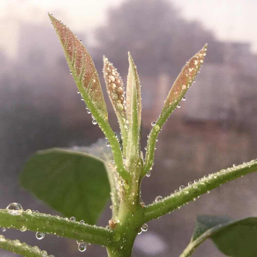 アボカドの育て方 種から栽培する方法 種まきや水やりのコツは Greensnap グリーンスナップ