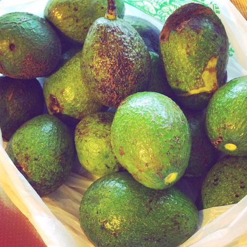 アボカドの育て方 種から栽培する方法は 発芽や水やりのコツは Greensnap グリーンスナップ