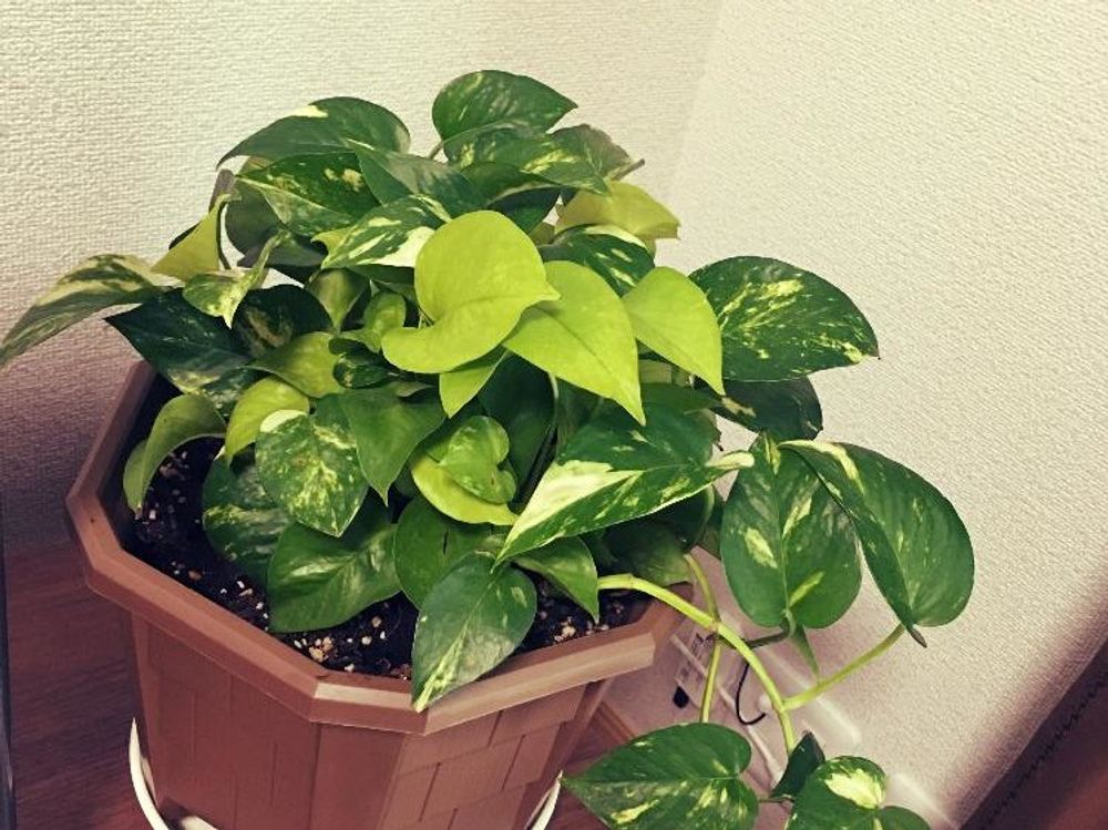 ポトス　鉢植え