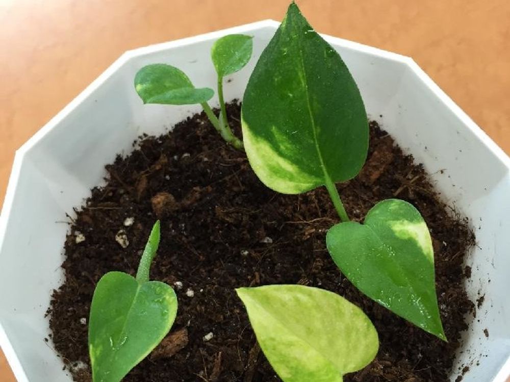 ポトス　鉢植え