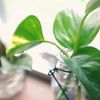 ポトスの増やし方｜挿し木や株分けの時期は？水挿しでも発根する？の画像