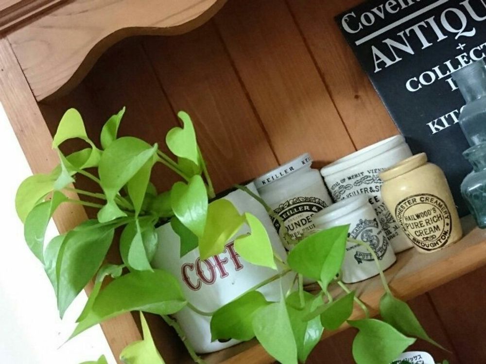 ポトス　棚　鉢植え