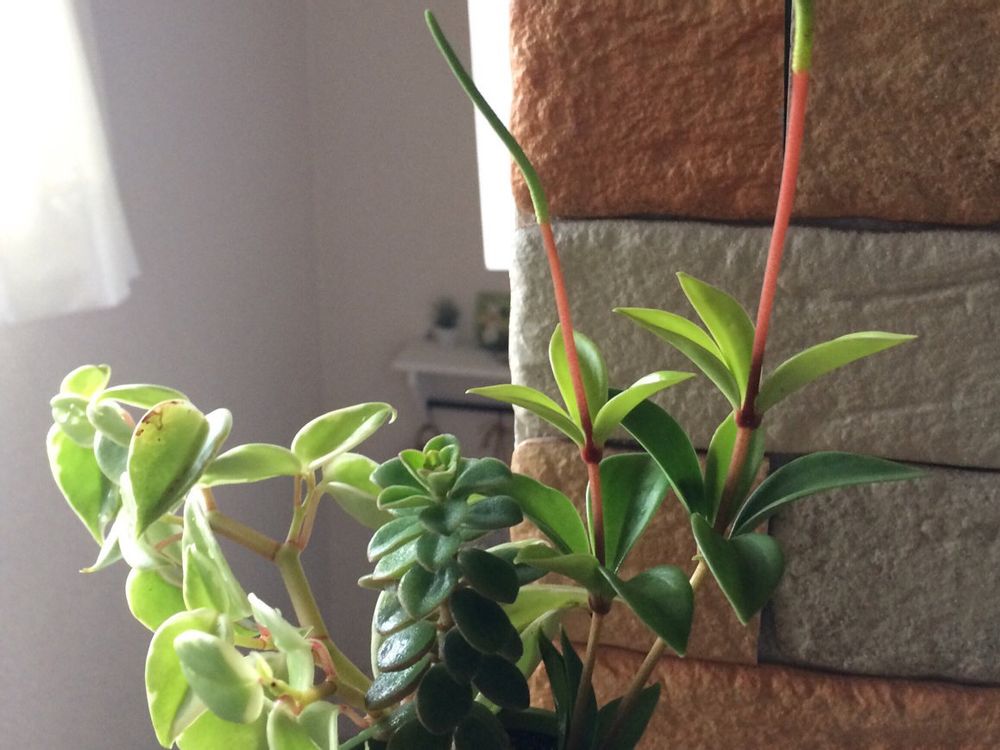ペペロミア　鉢植え　日差し　屋内
