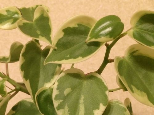 ペペロミアの育て方 増やし方や剪定方法は 葉が落ちる原因とは Greensnap グリーンスナップ