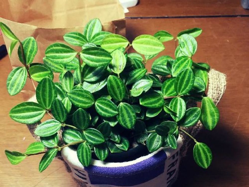 ペペロミア　鉢植え