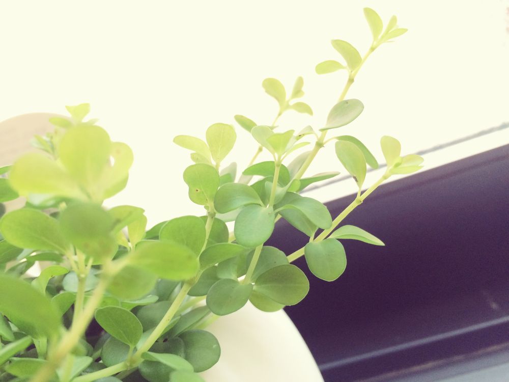 ペペロミア　鉢植え　窓際