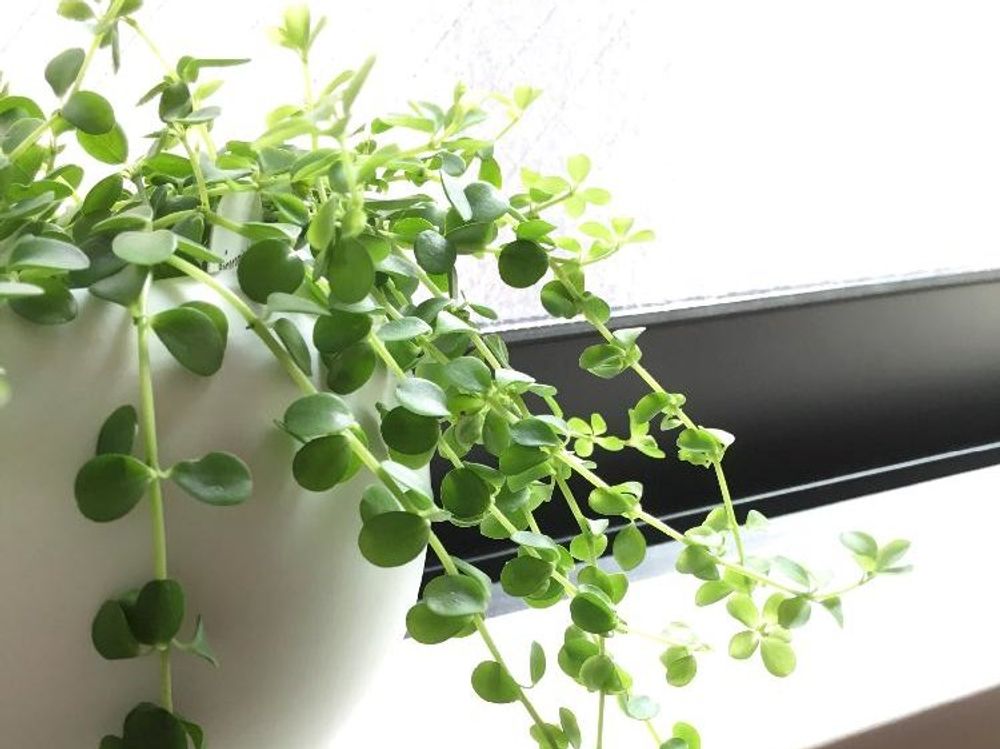 ペペロミア　鉢植え　窓際