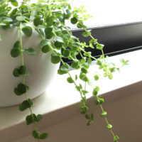ペペロミアの育て方｜増やし方や剪定方法は？ 葉が落ちる原因とは？の画像
