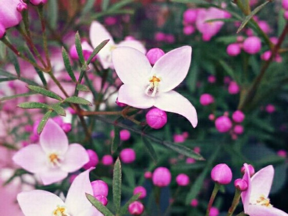 ボロニア　ピンク色の花