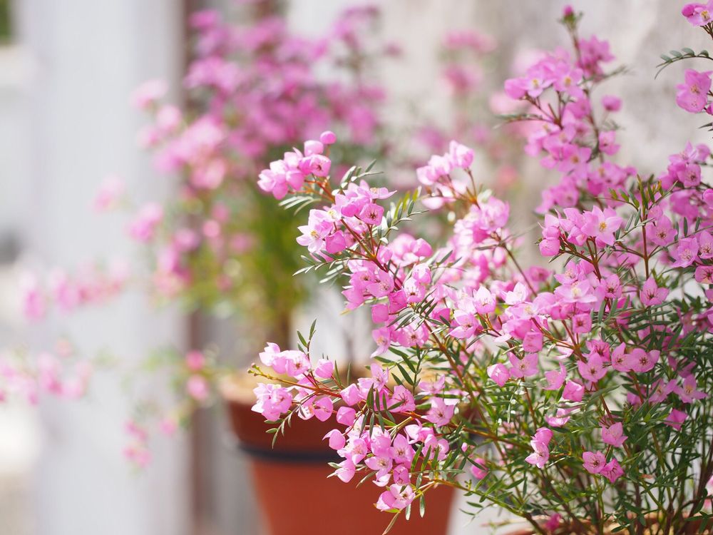 ボロニア　ピンク色の花