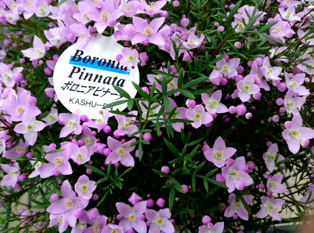 ボロニア　ピンク色の花