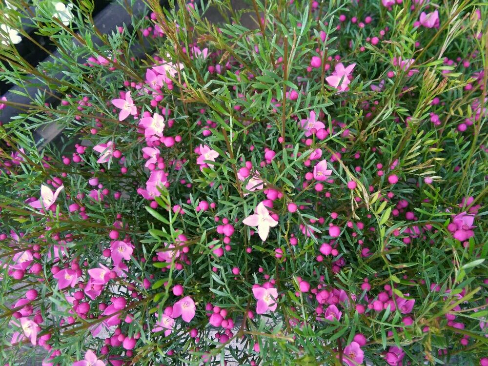 ボロニア　ピンク色の花