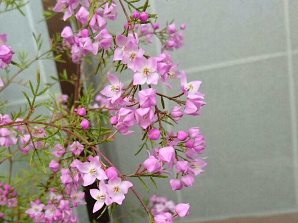 ボロニア　ピンク色の花