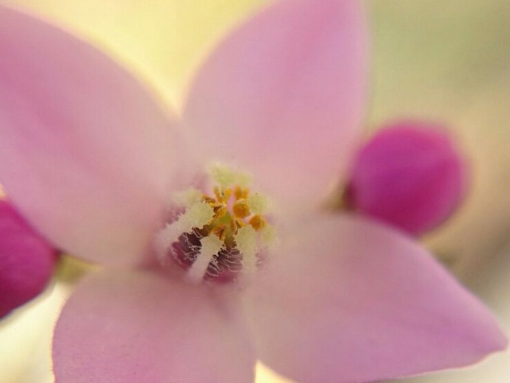 ボロニア　ピンク色の花